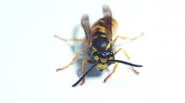 Wasp darbe, makro kendine geldi