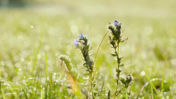 Wilde Bloemen Zwaaien Wind — Stockvideo