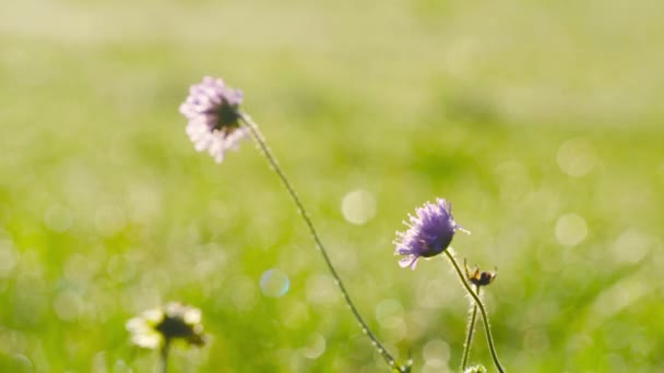 Vilda Blommor Gungning Vinden — Stockvideo