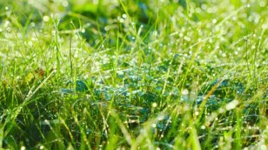 Sabah erkenden çiy bitkiler, eğim