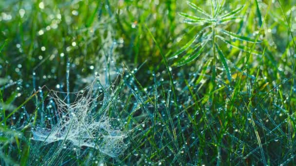 Piante Nella Rugiada Mattino Presto Inclinazione — Video Stock