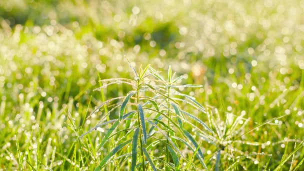 Plantes dans la rosée tôt le matin 