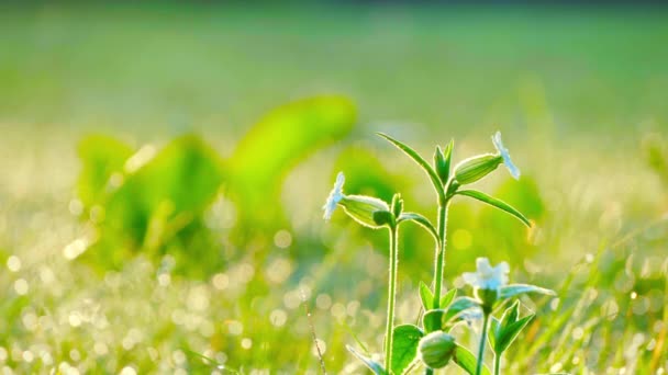 Wildflowers Gungning Vinden Tidigt Morgonen — Stockvideo