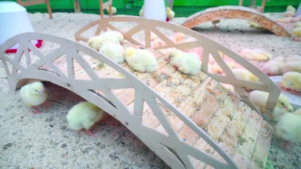 Small Chicks Play Relax Paddock — Stock Video