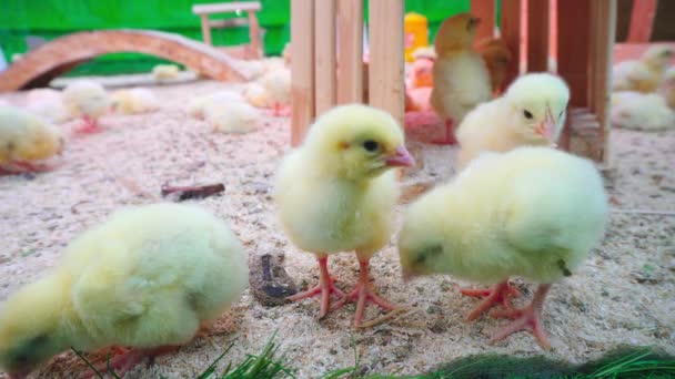 Small Chicks Play Relax Paddock — Stock Video