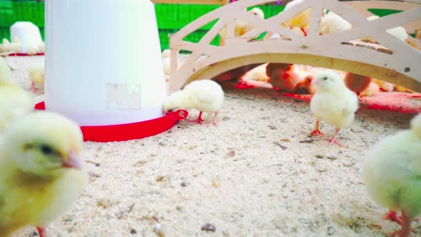 Маленькие Цыплята Играют Отдыхают Загоне — стоковое видео