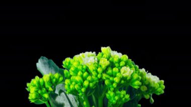 Kalanchoe Blooms, alfa kanallı zaman atlamalı