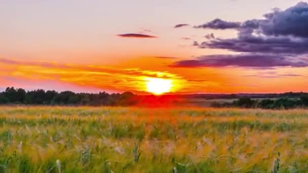 Puesta Sol Campo Centeno Lapso Tiempo — Vídeos de Stock