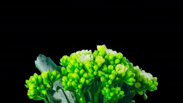 Kalanchoe Blooms Lapso Tiempo Con Canal Alfa — Vídeo de stock