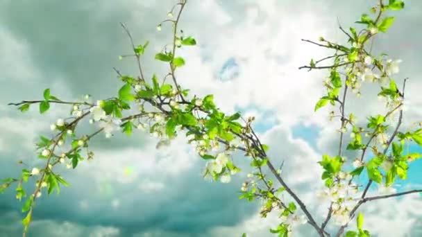Kwitnie Drzewo Zanika Poklatkowy — Wideo stockowe