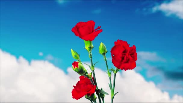 康乃馨花朵盛开 — 图库视频影像