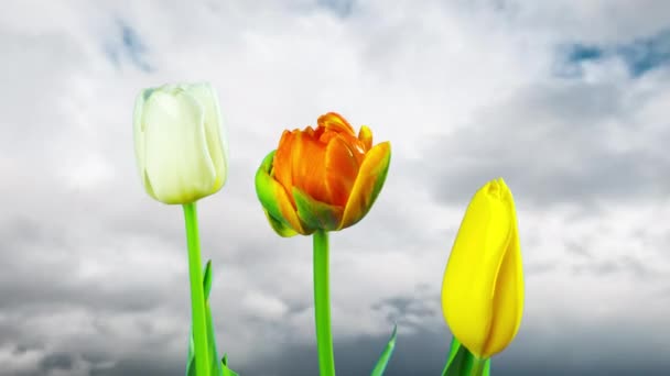 Tulpen Groeien Bloeien Timelapse — Stockvideo