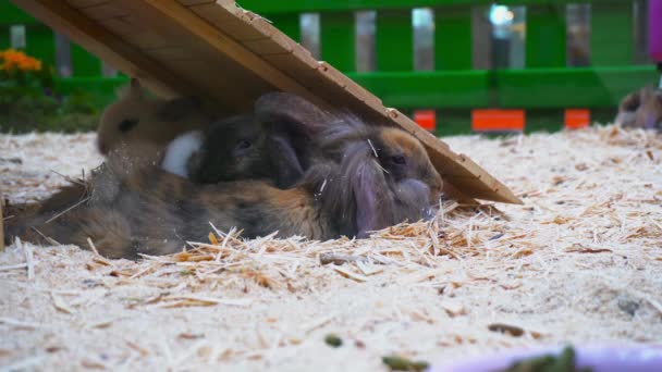 Coelhinhos Páscoa Descansando Cais — Vídeo de Stock