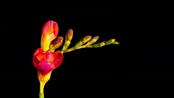 Fleur Freesia fleurir et fondre, time-lapse avec canal alpha 