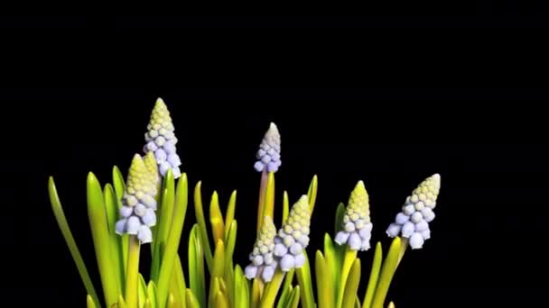 Квіти Блакитної Спайки Цвітуть Переплетені Часі Альфа Каналом — стокове відео