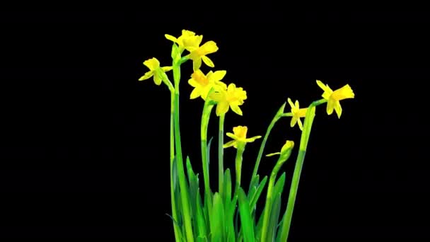 Żółty Kwiat Żonkila Poklatkowy Kanałem Alfa — Wideo stockowe