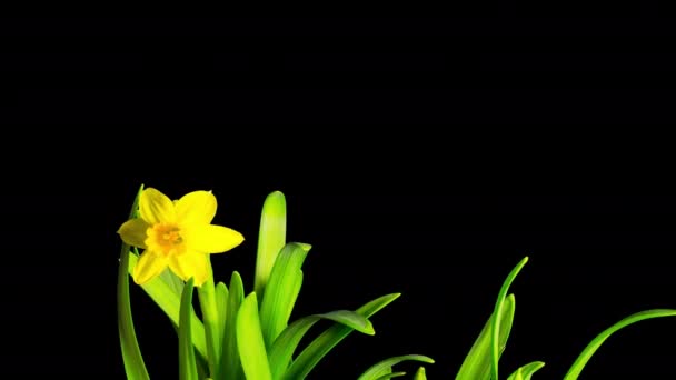 Fioritura Gialla Narciso Time Lapse Con Canale Alfa — Video Stock