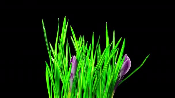 クロッカスの花が咲いて死ぬ アルファチャンネルでタイムラプス — ストック動画