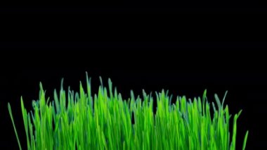 Buğday ın yeşil filizleri yetişir, alfa kanalı ile zaman aşımına uğrar