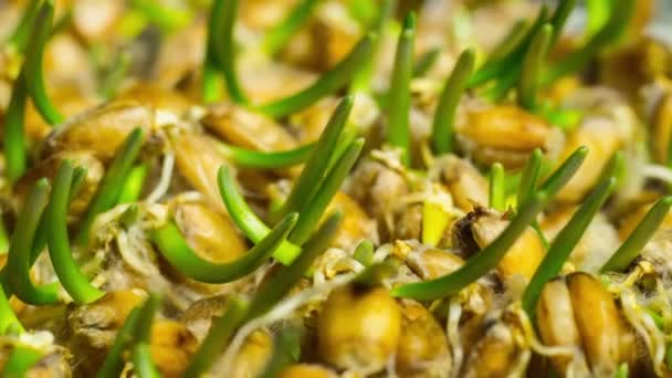 小麦種子は 栄養のための芽 時間経過 — ストック動画