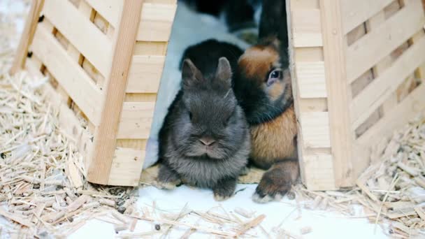 Easter bunnies play, eat and rest in the paddock. — Stock Footage Easter Bunnies Play Eat Rest Paddock Royalty Free Stock Footage