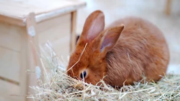 Kelinci Paskah Bermain Makan Dan Beristirahat Paddock — Stok Video