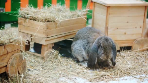 Пасхальні Кролики Грають Їдять Відпочивають Весло — стокове відео