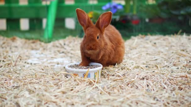 Los Conejos Pascua Juegan Comen Descansan Paddock — Vídeos de Stock