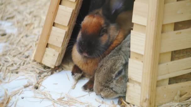 Lapins Pâques Jouent Mangent Reposent Dans Paddock — Video