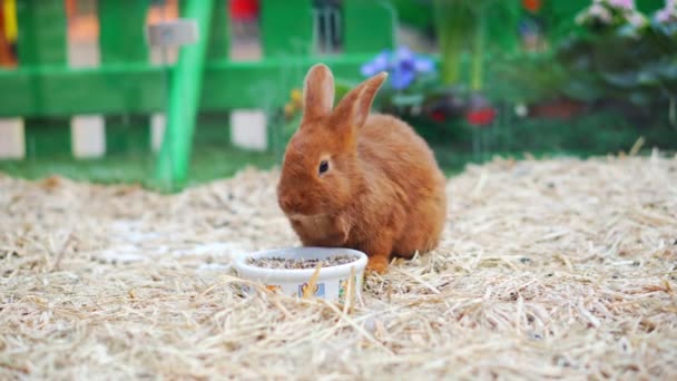 Пасхальні Кролики Грають Їдять Відпочивають Весло — стокове відео
