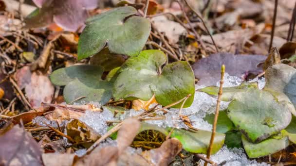 Hepatic Melting Snow Time Lapse — Stock Video