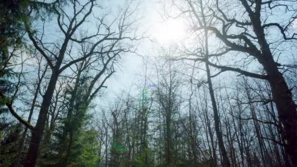 Foresta Quercia Primaverile Time Lapse — Video Stock