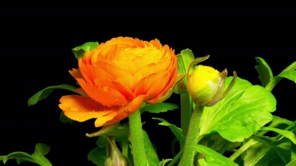 Closeup Ranunculus Buttercup Flower Blooming Time Lapse Alpha Channel — Stock Video