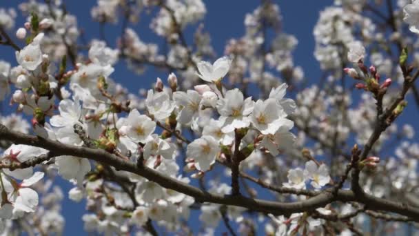 Květy Japonských Třešní Kvetou Modrém Nebi — Stock video