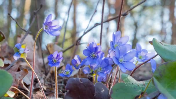 Flowers Liverwort Wake Morning Time Lapse — Stock Video