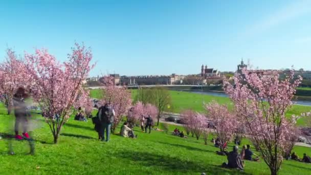 ビリニュス リトアニア 2018年4月頃 ネリス川のほとりに日本の桜の開花 パノラマのタイムラプス — ストック動画