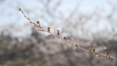 Çiçek açan Japon kirazı, hızlandırılmış 