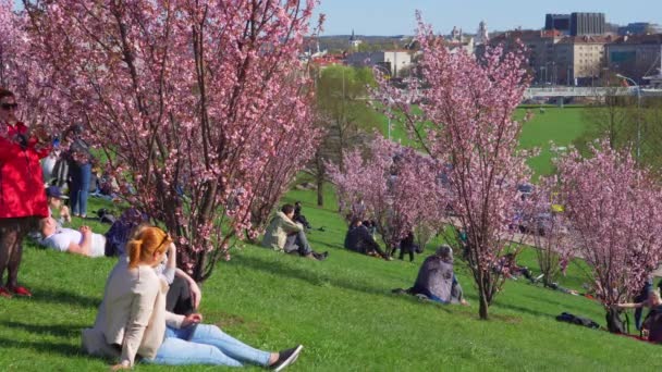 Vilnius Litvanya Yaklaşık Nisan 2018 Nsanlar Dinleniyor Kiraz Çiçeğinin Yanında — Stok video