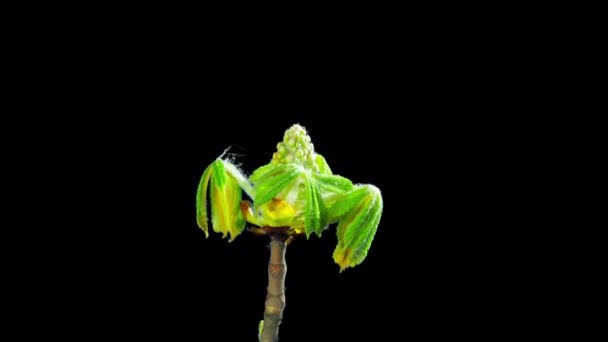 咲く栗の枝の花芽 アルファマットとのタイムラプス — ストック動画