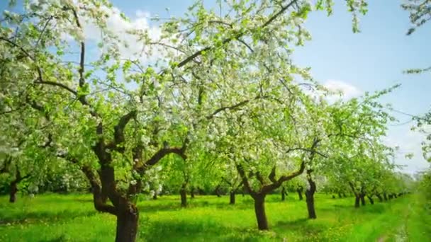 Elma Çiçek Açan Meyve Bahçesi Panoramik Zaman Atlamalı — Stok video