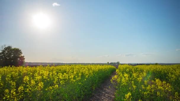 菜種畑と太陽 クレーンでタイムラプス — ストック動画