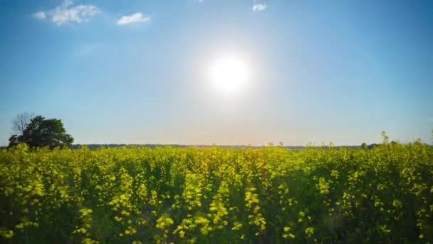 Champ de colza et soleil, time-lapse avec grue 
