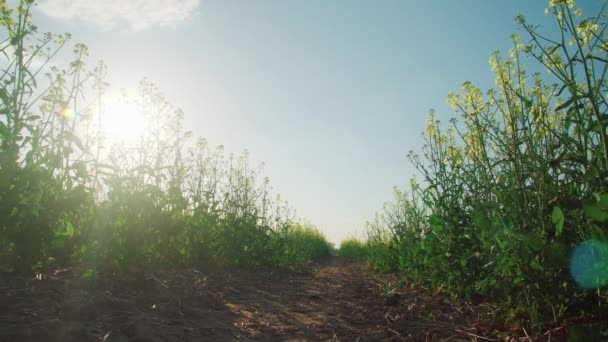 菜の根畑と太陽 — ストック動画