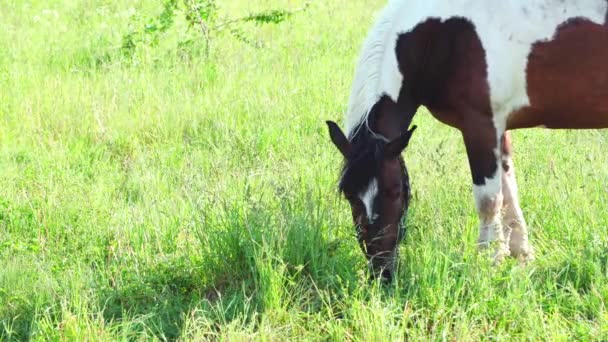 草地で馬が草を食む — ストック動画