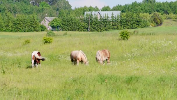 草地で馬が草を食む — ストック動画