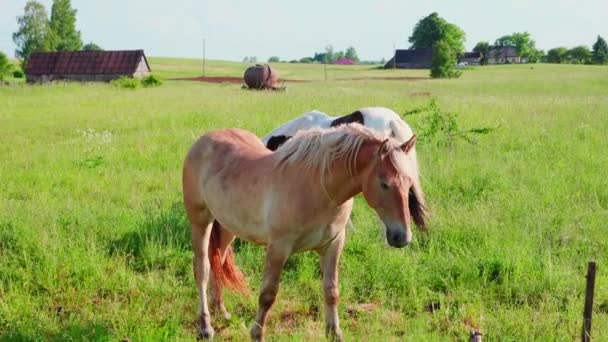 草地で馬が草を食む — ストック動画