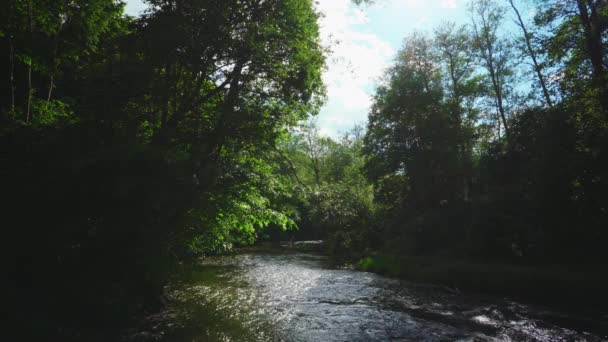 Forest River Zomer — Stockvideo