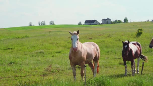 Caballos Pastan Prado — Vídeos de Stock