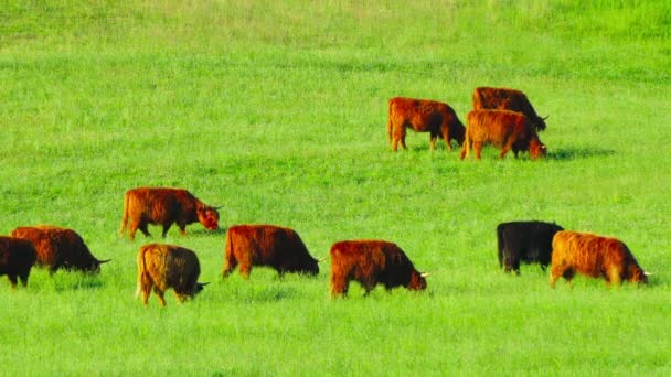 Red Scottish Cows Graze Meadow — Stock Video