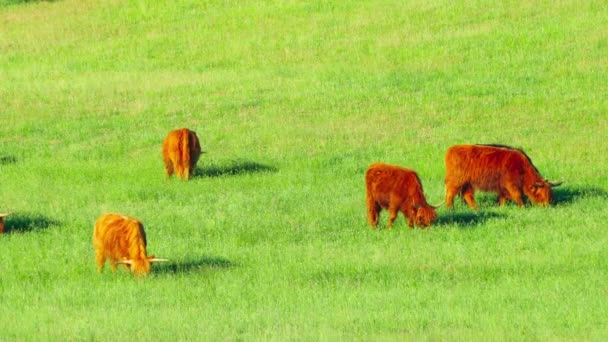 赤いスコットランドの牛は牧草地で放牧する — ストック動画